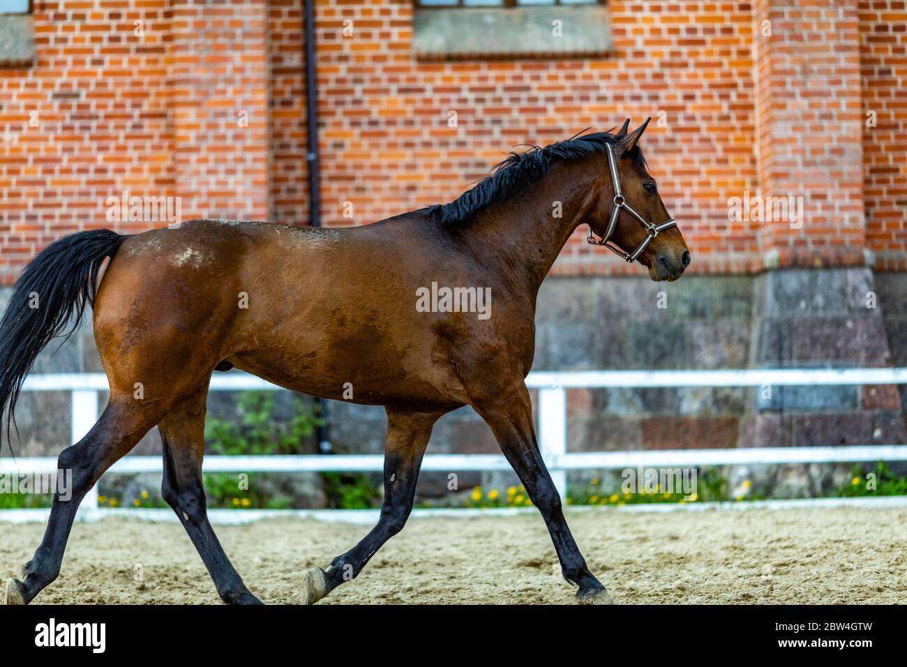 Beautiful Sport Brown Horse Running In The Paddock Portrait Of Chestnut Stallion Horse Galloping In Big Paddock In The Spring Afternoon On A Stud Far Stock Photo Alamy Beautiful Sport Brown Horse Running In The Paddock Portrait Of Chestnut Stallion Horse Galloping In Big Paddock In The Spring Afternoon On A Stud Far Stock Photo Alamy