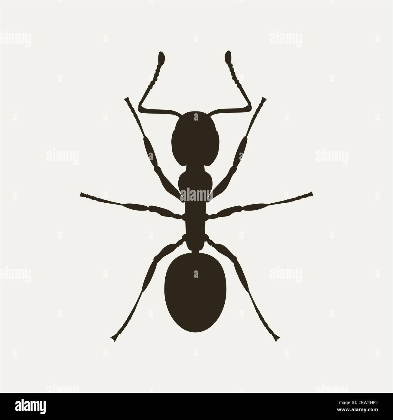 Vector black ant silhouette viwed from above Stock Photo