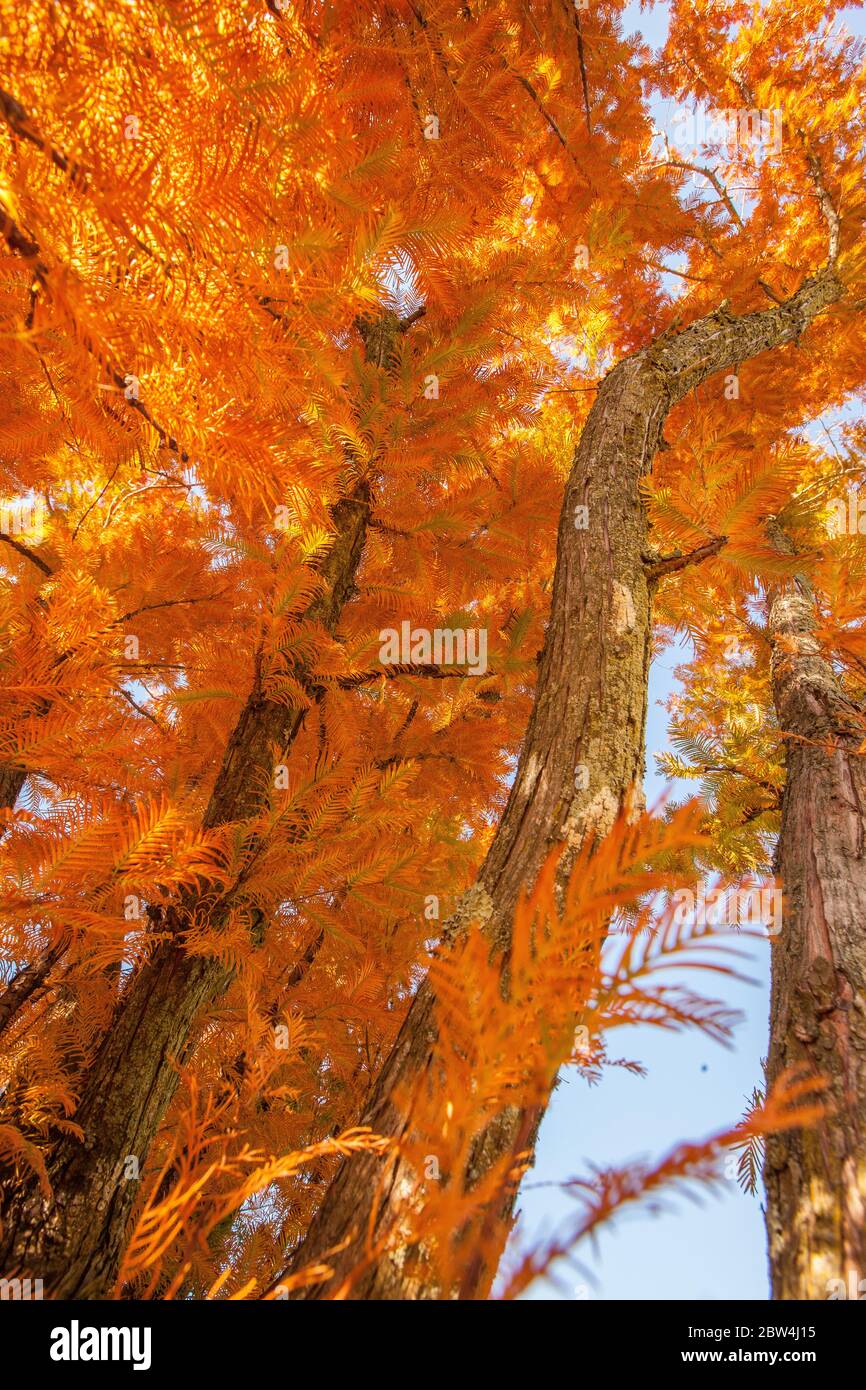 Orange Fall Leaves of a Pine Tree in a Forest during an Autumn 
