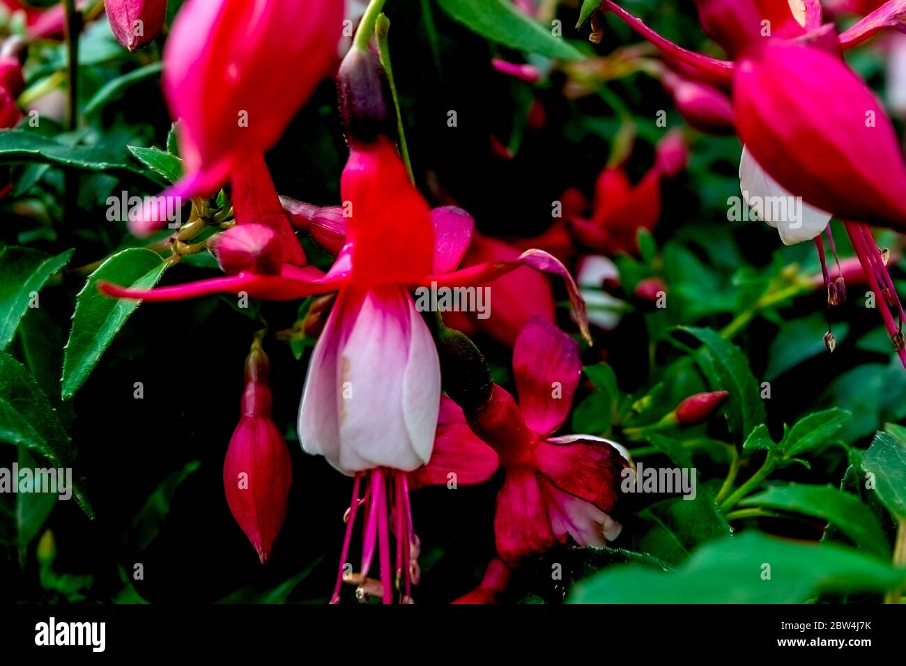 Plants, flowers and weeds Stock Photo