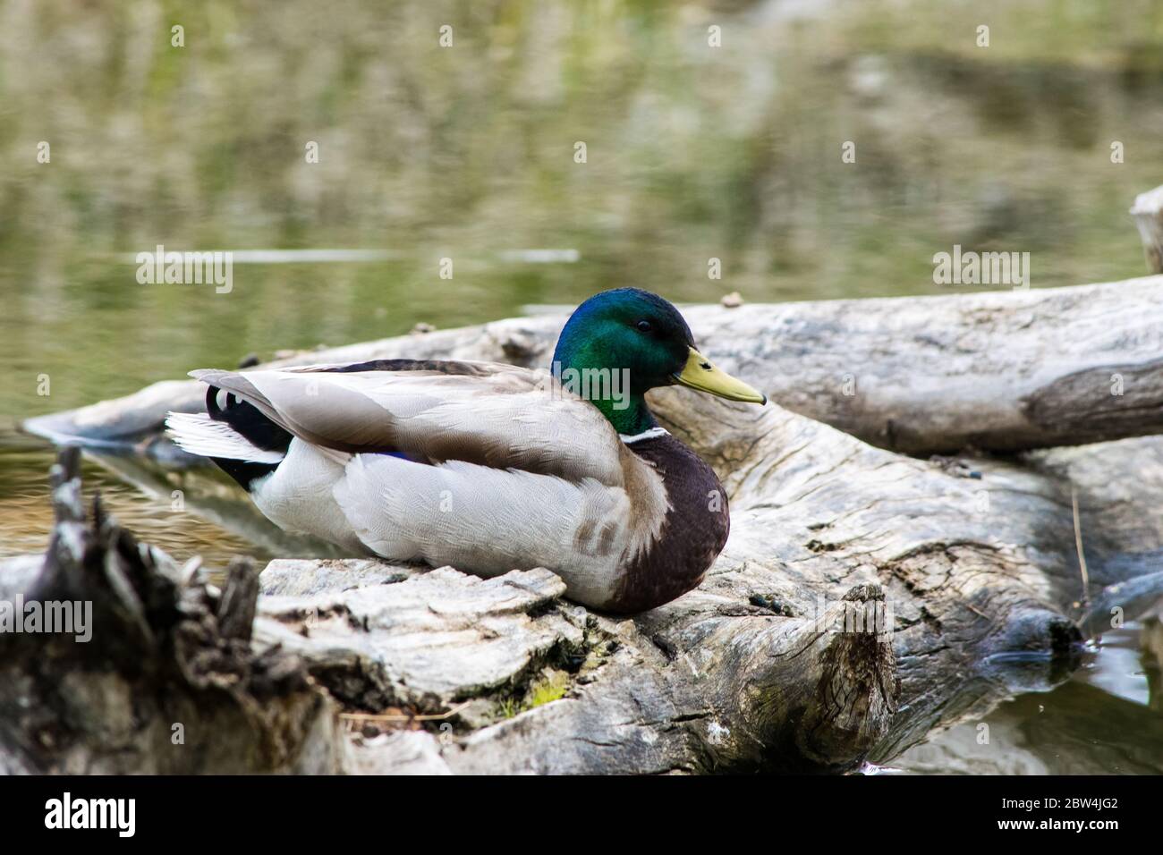 Mallard duck resting Stock Photo