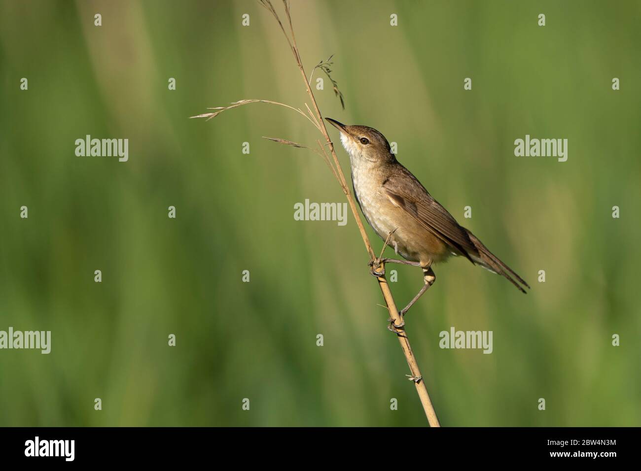 Reed Warbler-Acrocephalus scirpaceus collects material to build nest. Spring Stock Photo