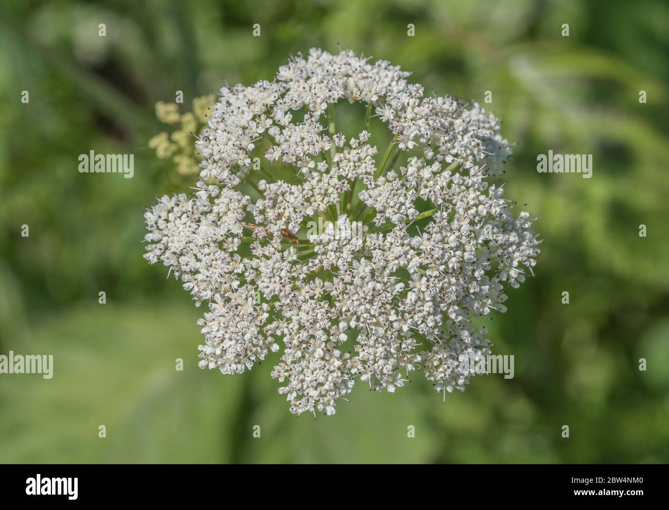 Flowering head of Hemlock Waterdropwort / Oenanthe crocata one of