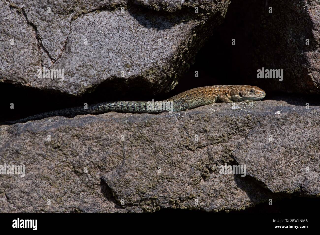 Juvenile Viviparous lizard (Zootoca vivipara) basking on a dry stone wall Stock Photo