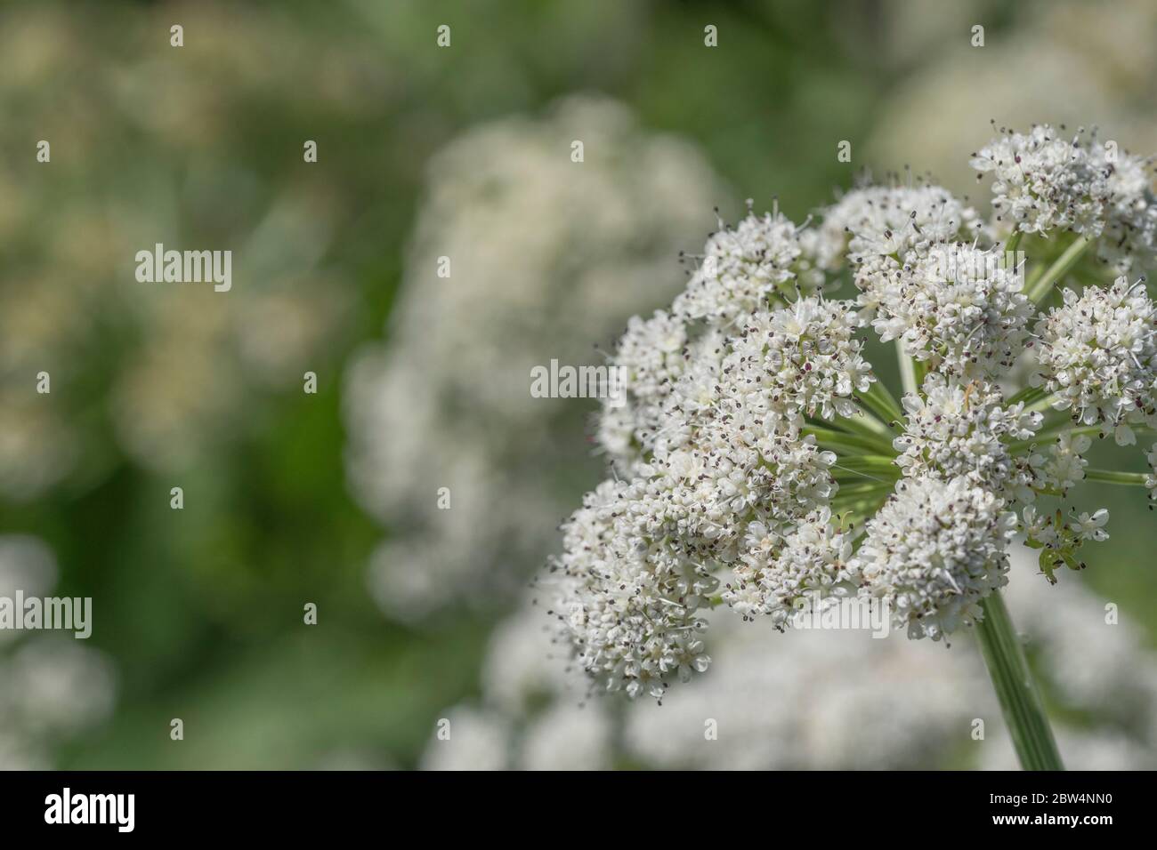 Flowering head of Hemlock Waterdropwort / Oenanthe crocata one of