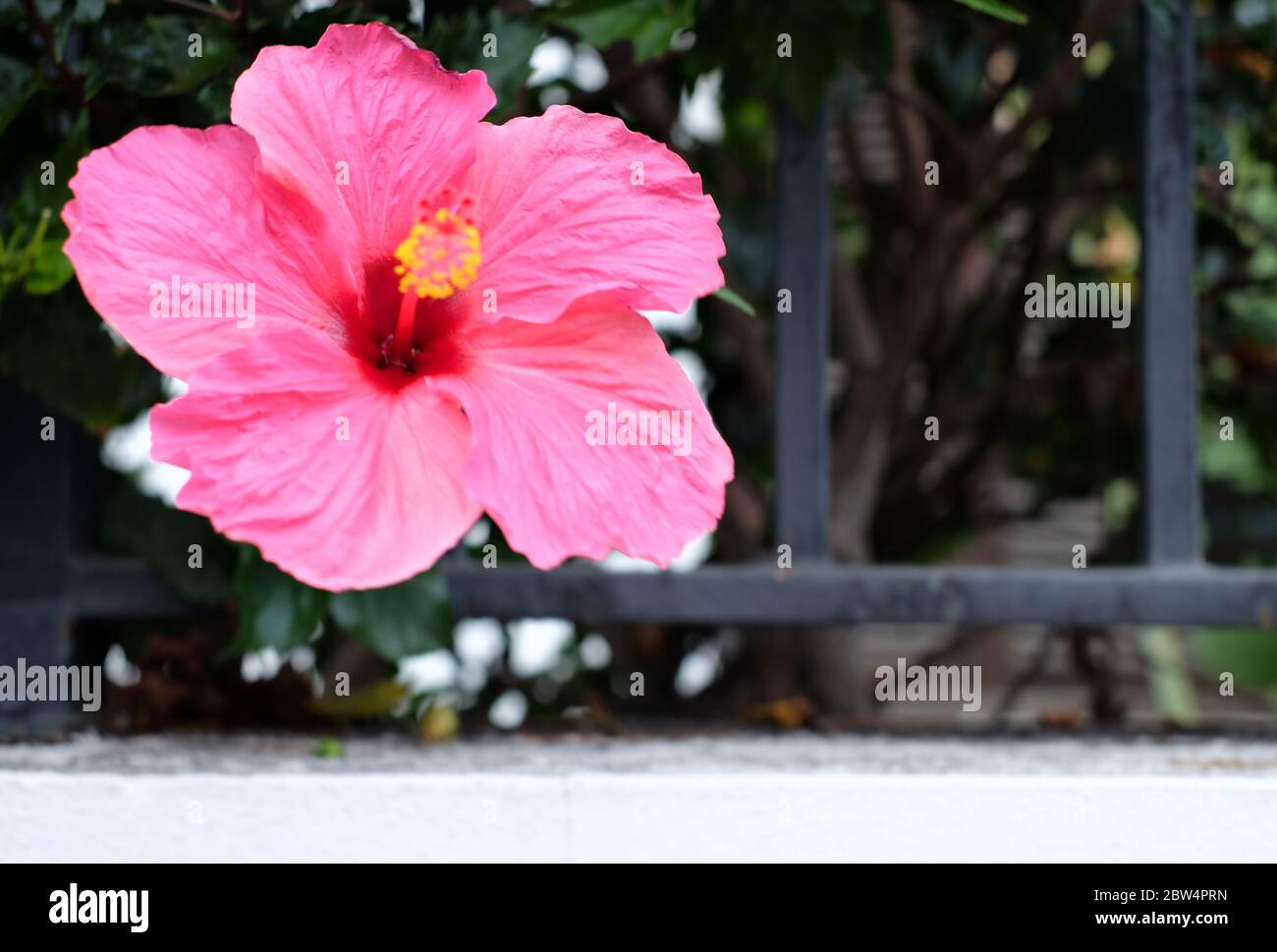 Dark Pink Hibiscus High Resolution Stock Photography And Images Alamy