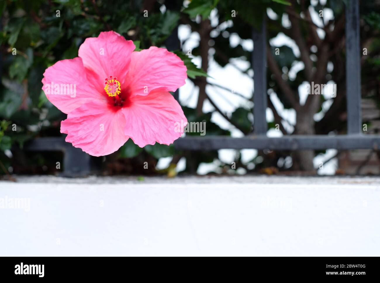 Dark Pink Hibiscus High Resolution Stock Photography And Images Alamy