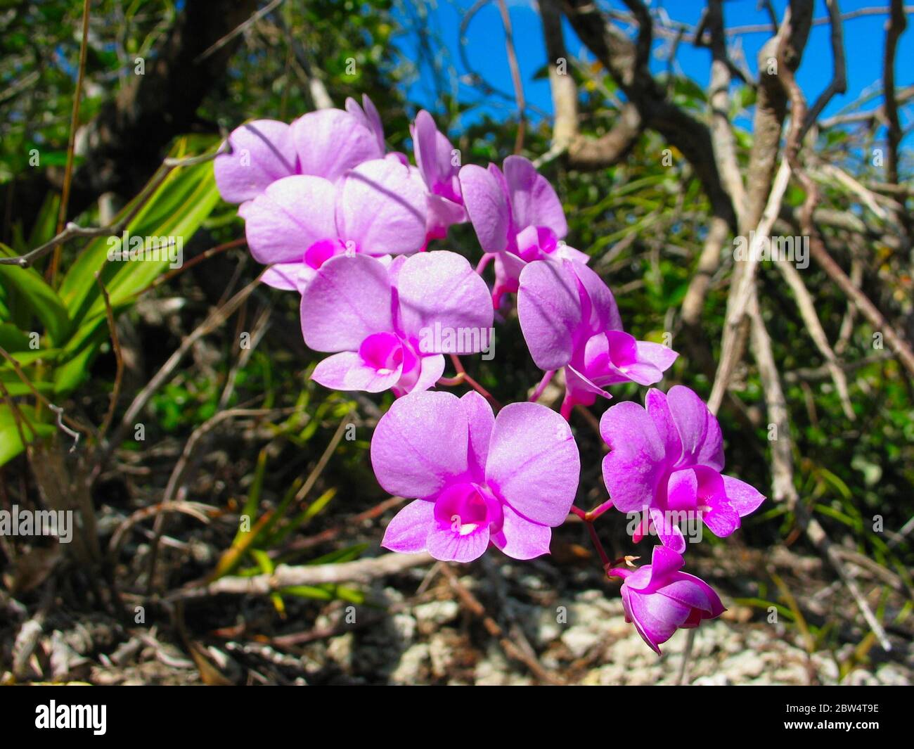 Cooktown orchid / mauve butterfly orchid (Dendrobium bigibbum), flower in its actual habitat on York Peninsula, Queenstown, Australia. Stock Photo