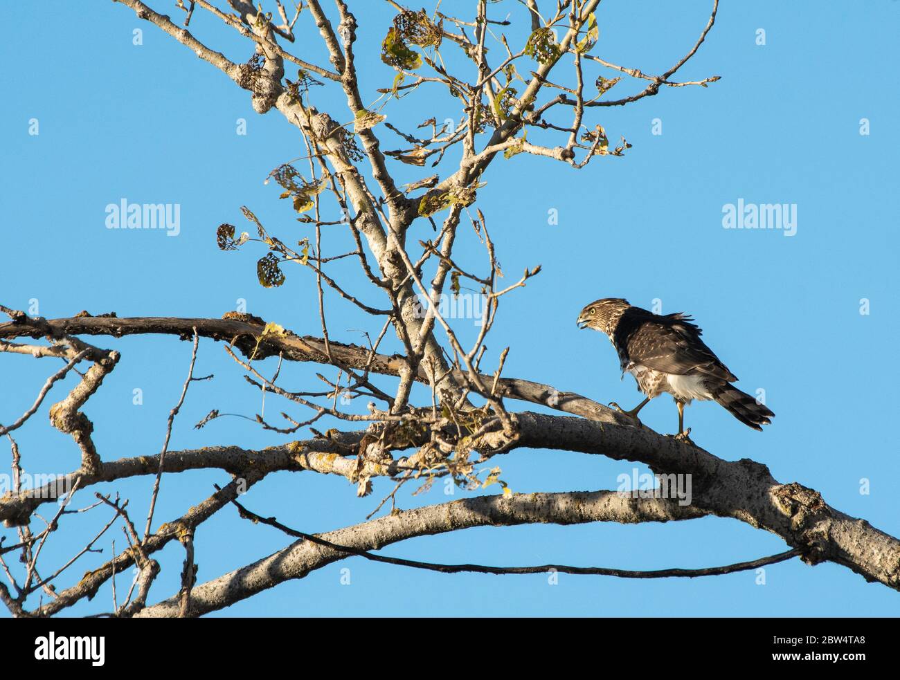A Cooper's Hawk, Accipiter cooperii, perches in a tree in Sacramento National Wildlife Refuge, California Stock Photo