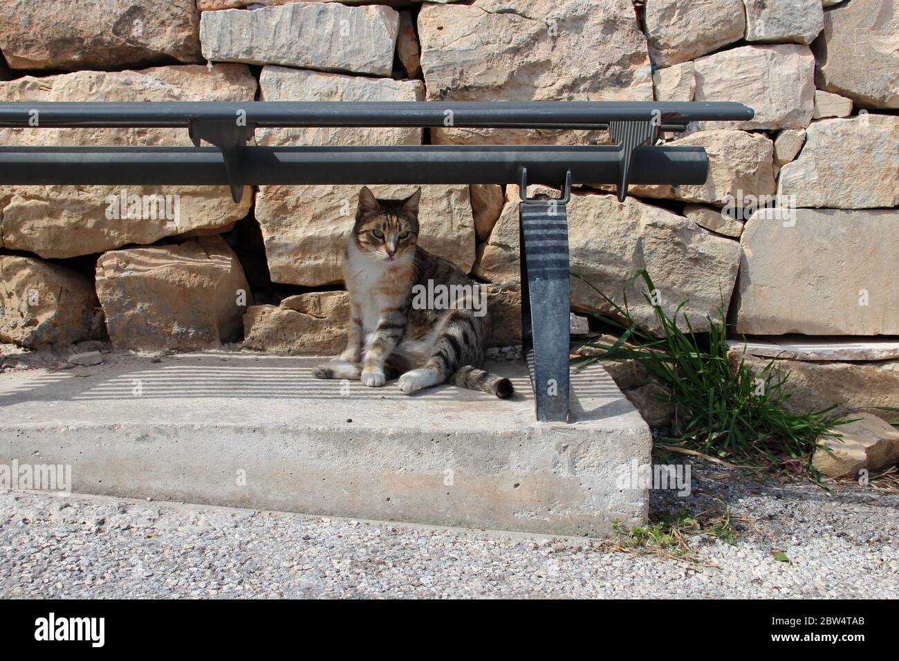 cats in malta Stock Photo Alamy