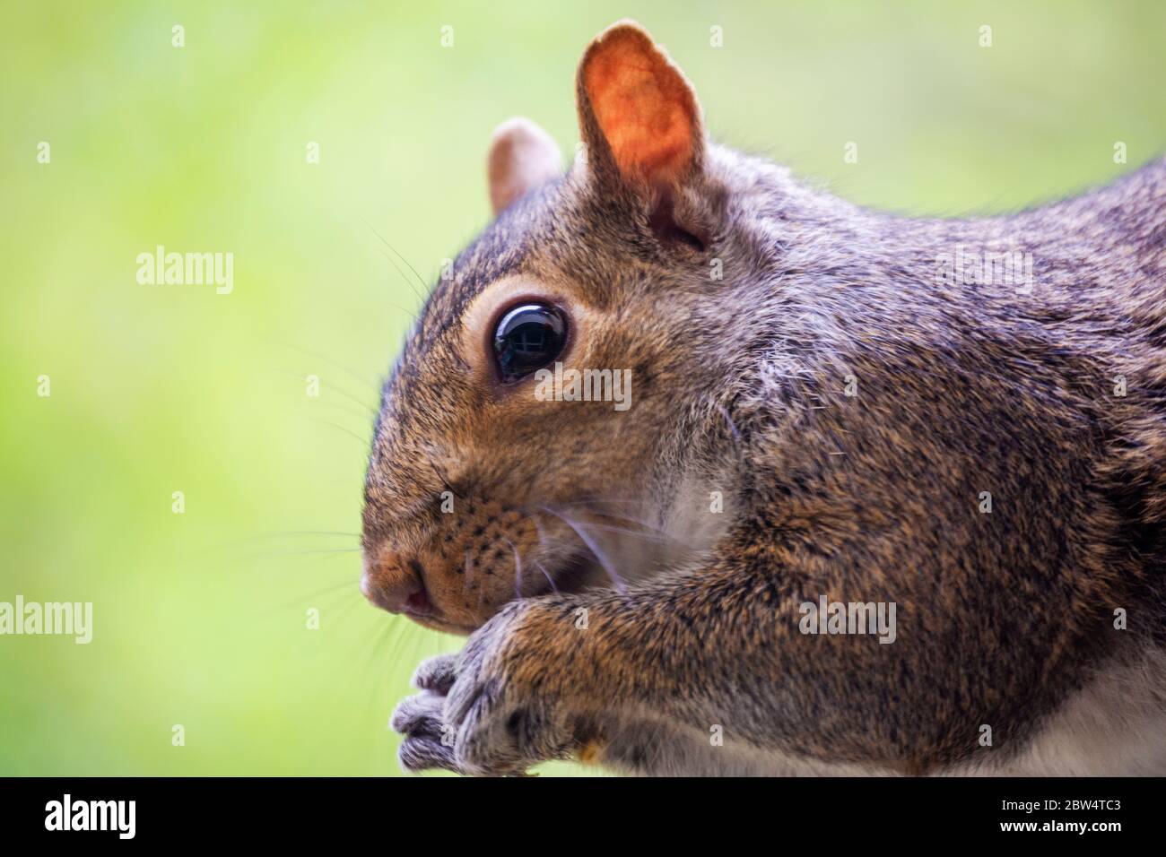 A young gray squirrel perches on a shepherds hook while attempting to reach a bird feeder.  Close up head shot.  Background blurred. Stock Photo