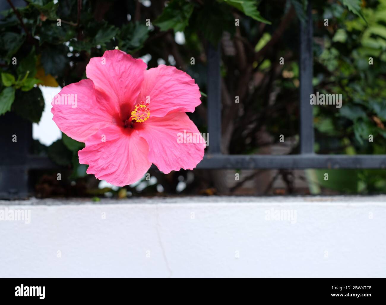 Dark Pink Hibiscus High Resolution Stock Photography And Images Alamy