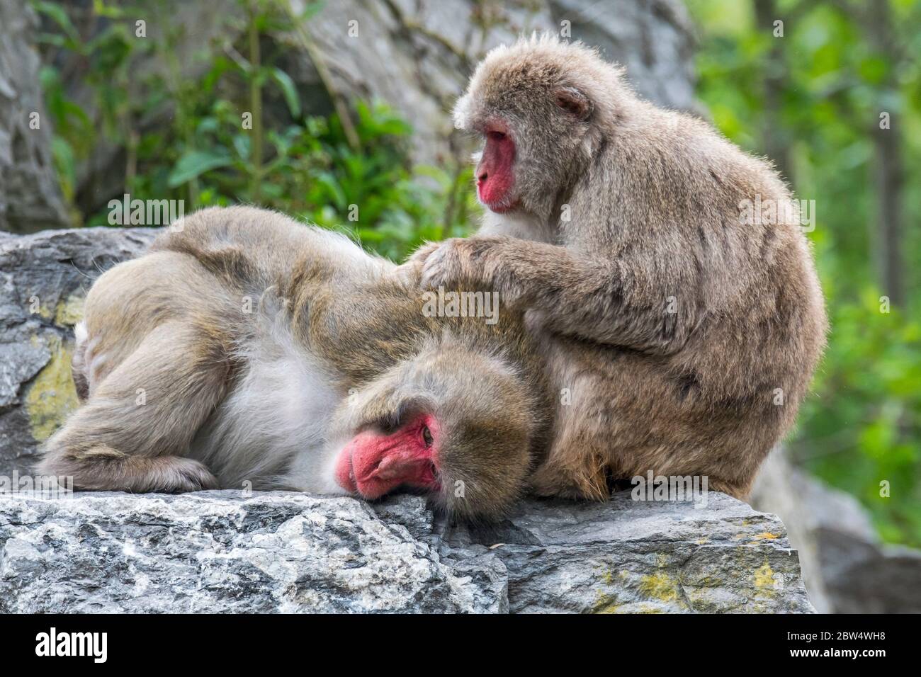 Two Japanese macaques / snow monkeys (Macaca fuscata) on rock grooming for ticks Stock Photo