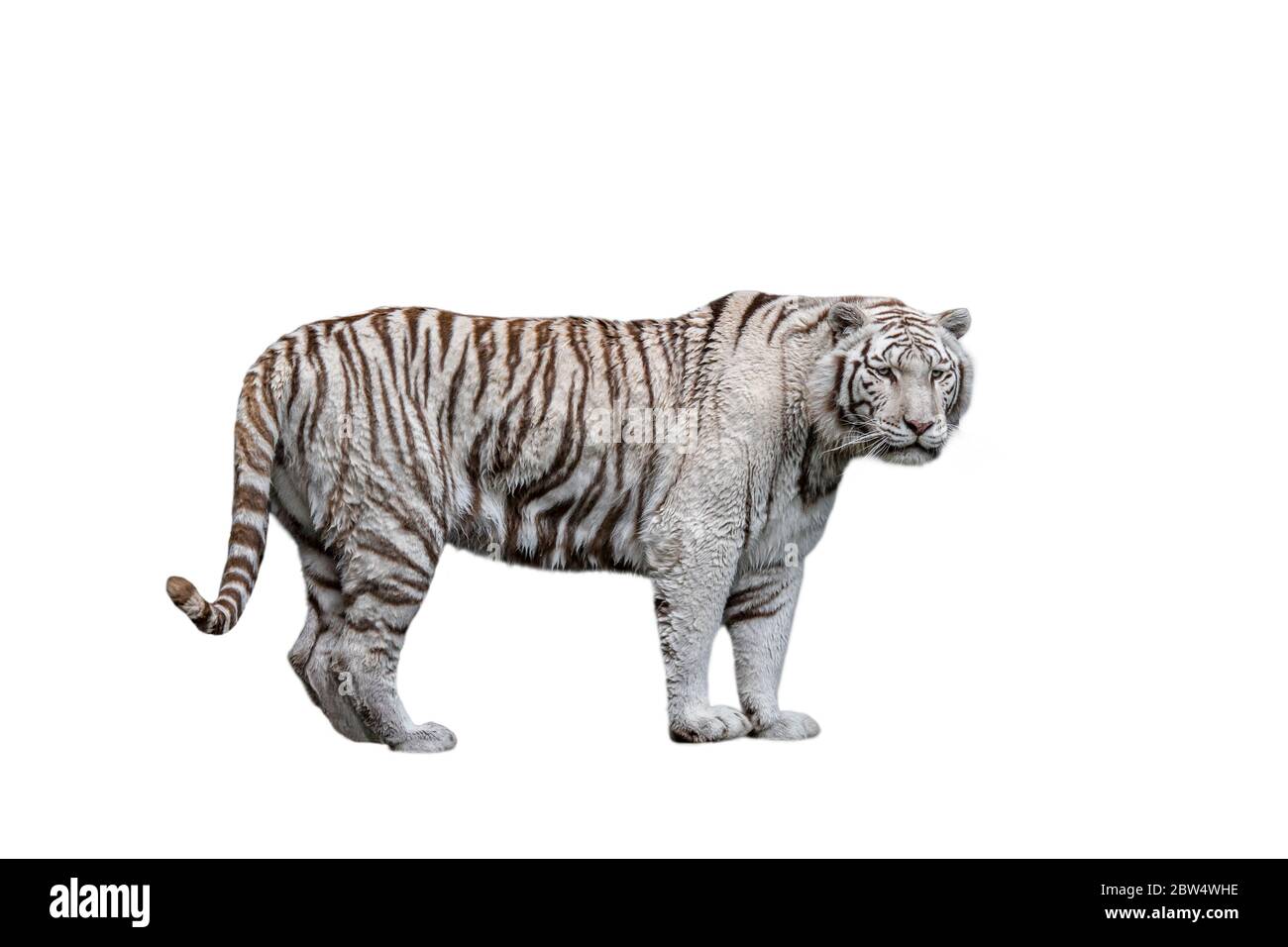 White tiger / bleached tiger (Panthera tigris) pigmentation variant of the Bengal tiger, native to India against white background Stock Photo