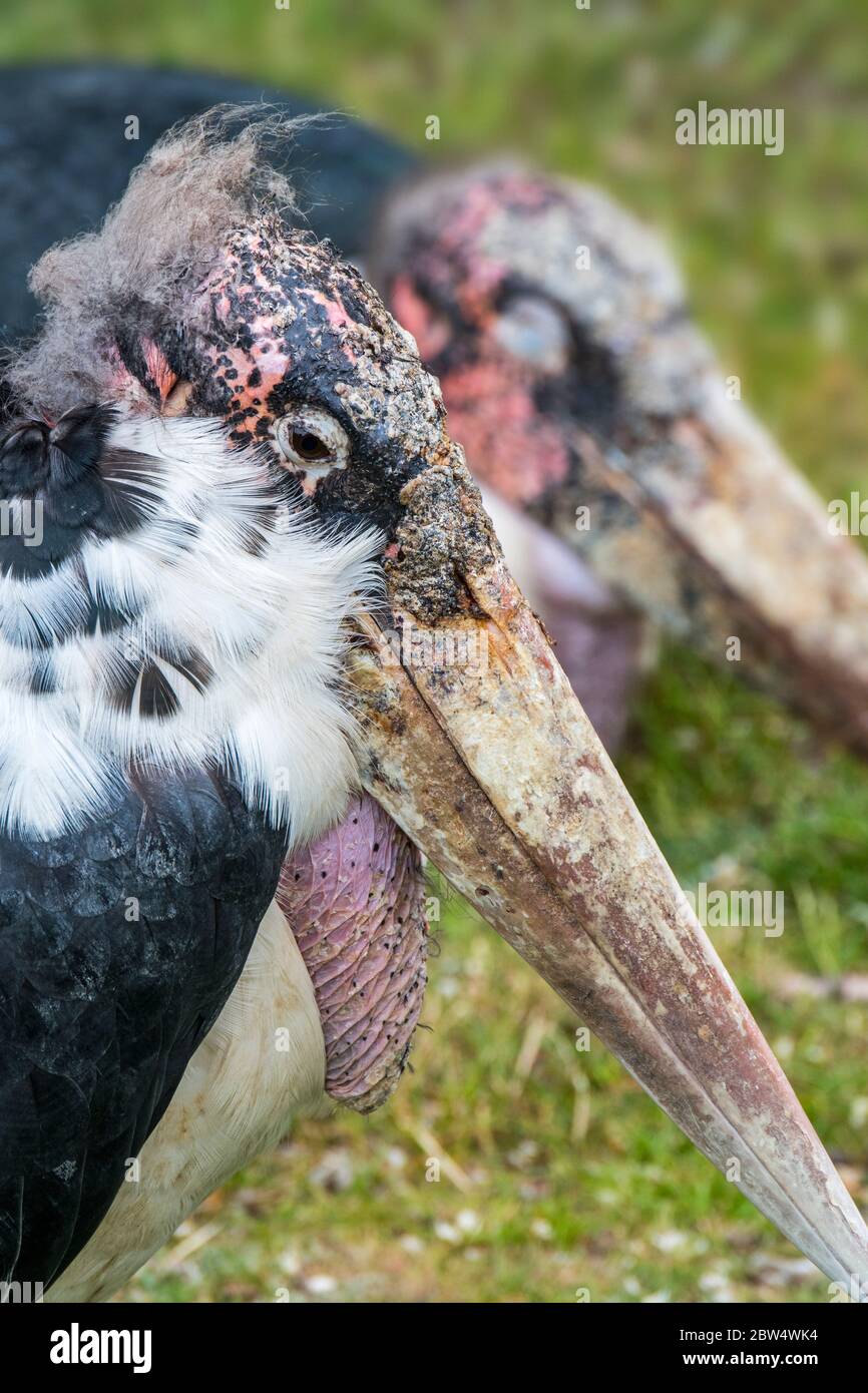 Marabou stork (Leptoptilos crumenifer / Leptoptilos crumeniferus) close up portrait showing large beak and gular sac, native to Africa Stock Photo