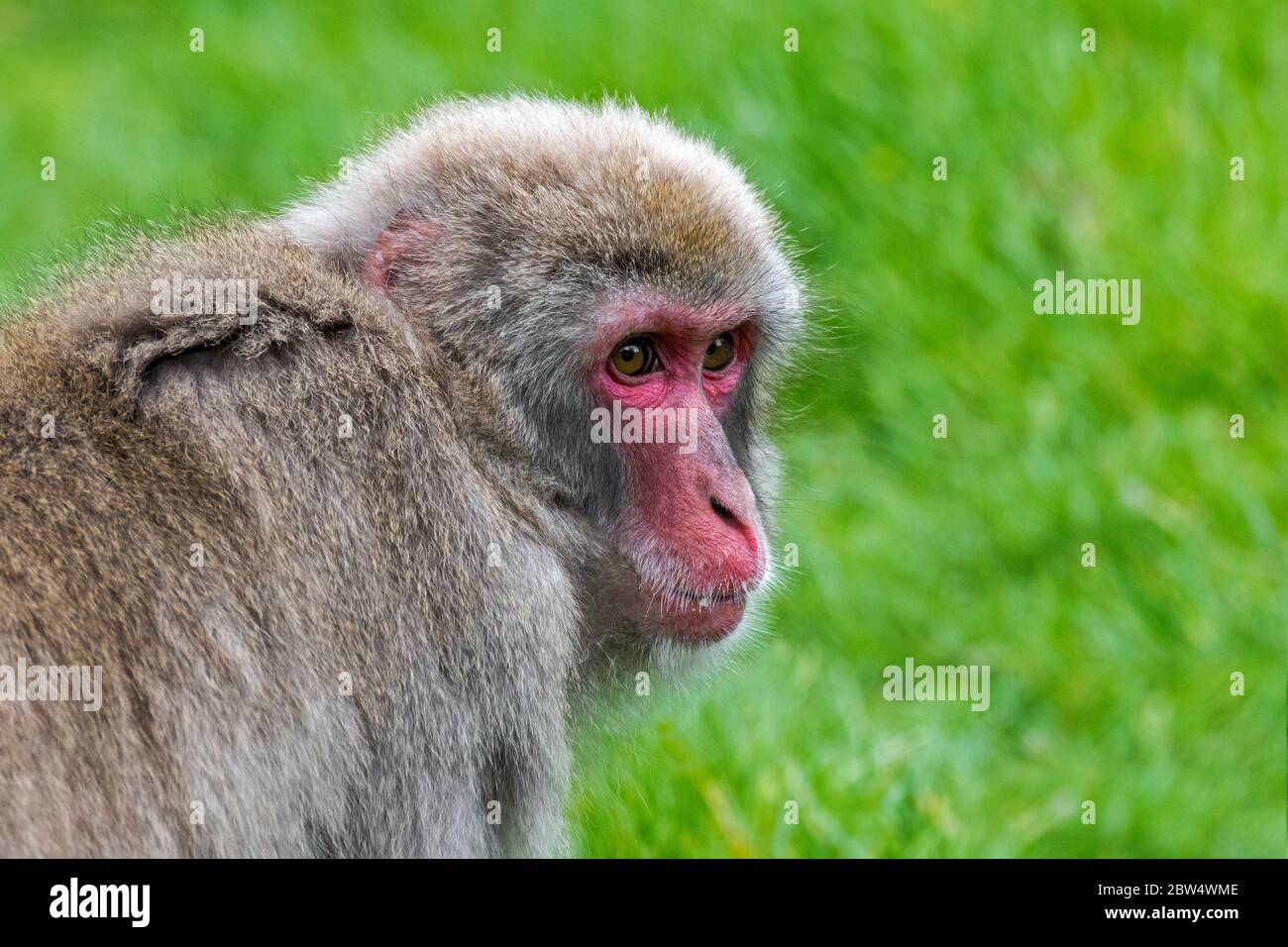 Japanese macaque / snow monkey (Macaca fuscata) close-up portrait, native to Japan Stock Photo