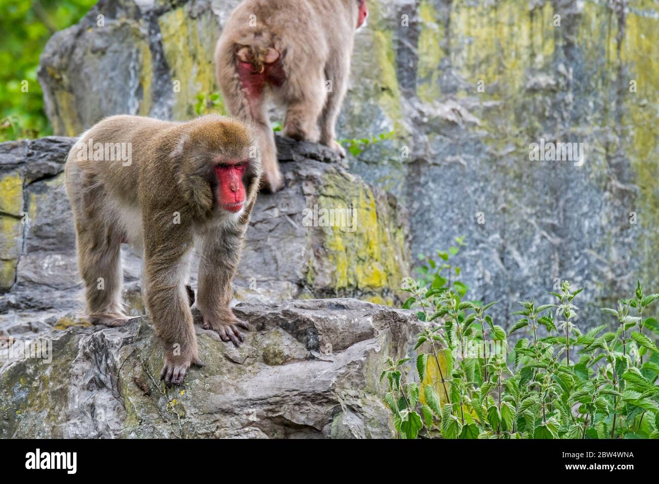 Two Japanese macaques / snow monkeys (Macaca fuscata) foraging in rock face, native to Japan Stock Photo