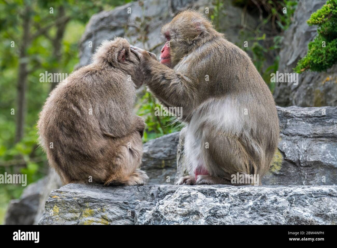 Male Japanese macaque / snow monkey (Macaca fuscata) grooming female for ticks, native to Japan Stock Photo