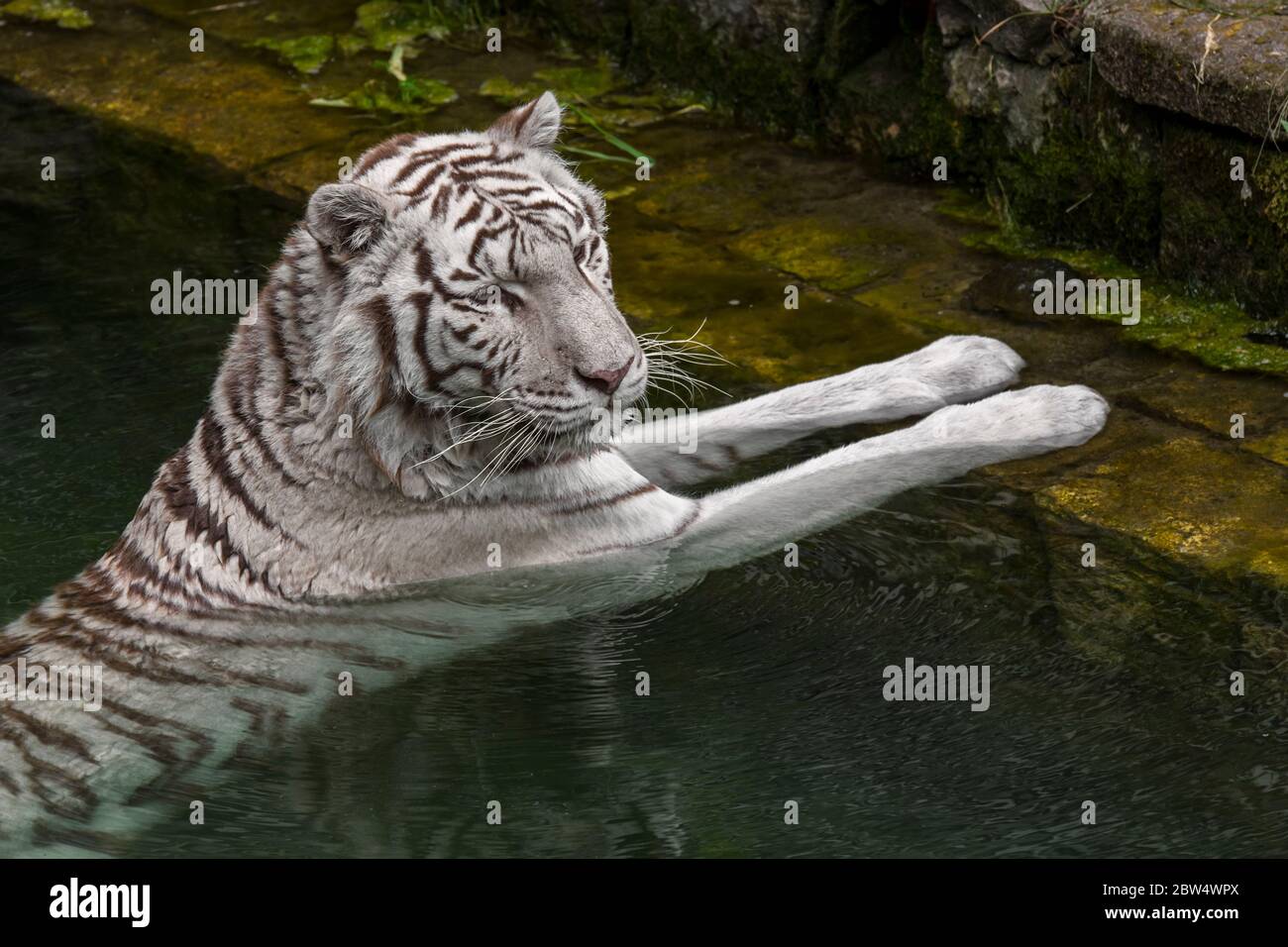 White tiger / bleached tiger (Panthera tigris) pigmentation variant of the Bengal tiger, cooling down in water of pond, native to India Stock Photo
