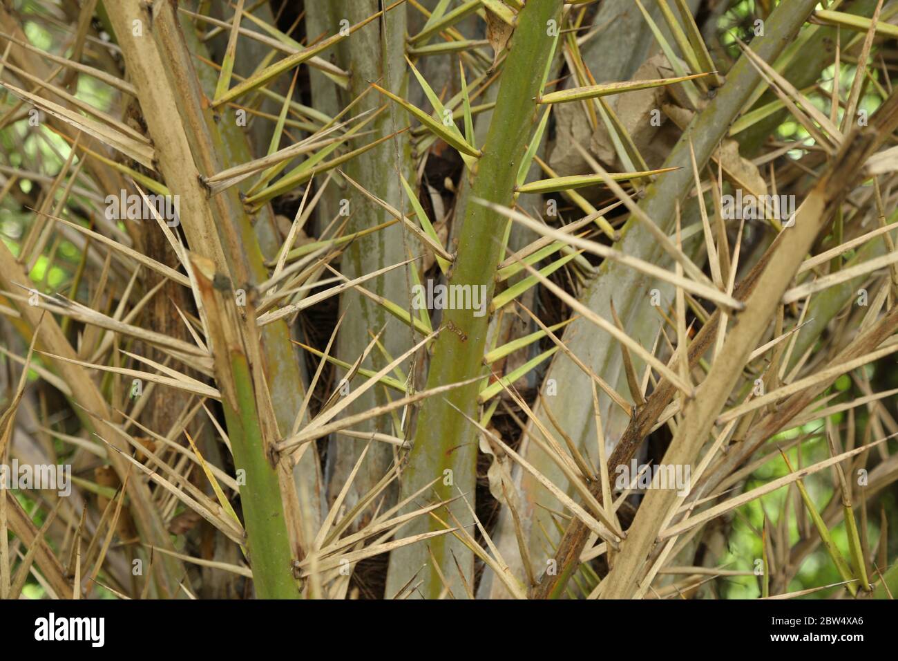 Palm or date tree Stock Photo