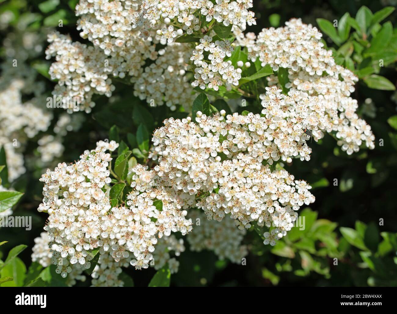 Flowering Firethorn, Pyracantha, in spring Stock Photo