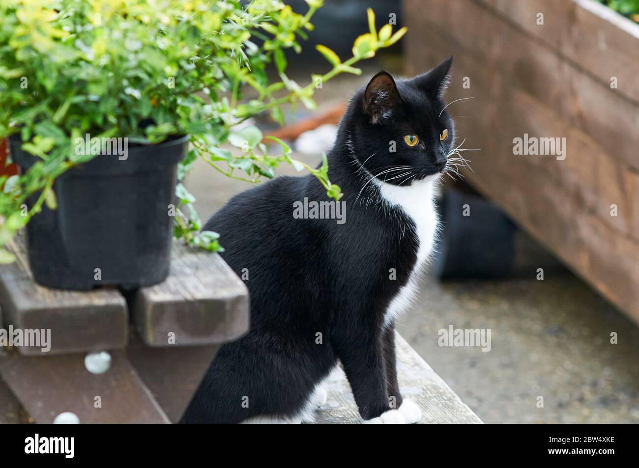 Domestic black and white cat sitting on a bench in a garden Stock Photo ...