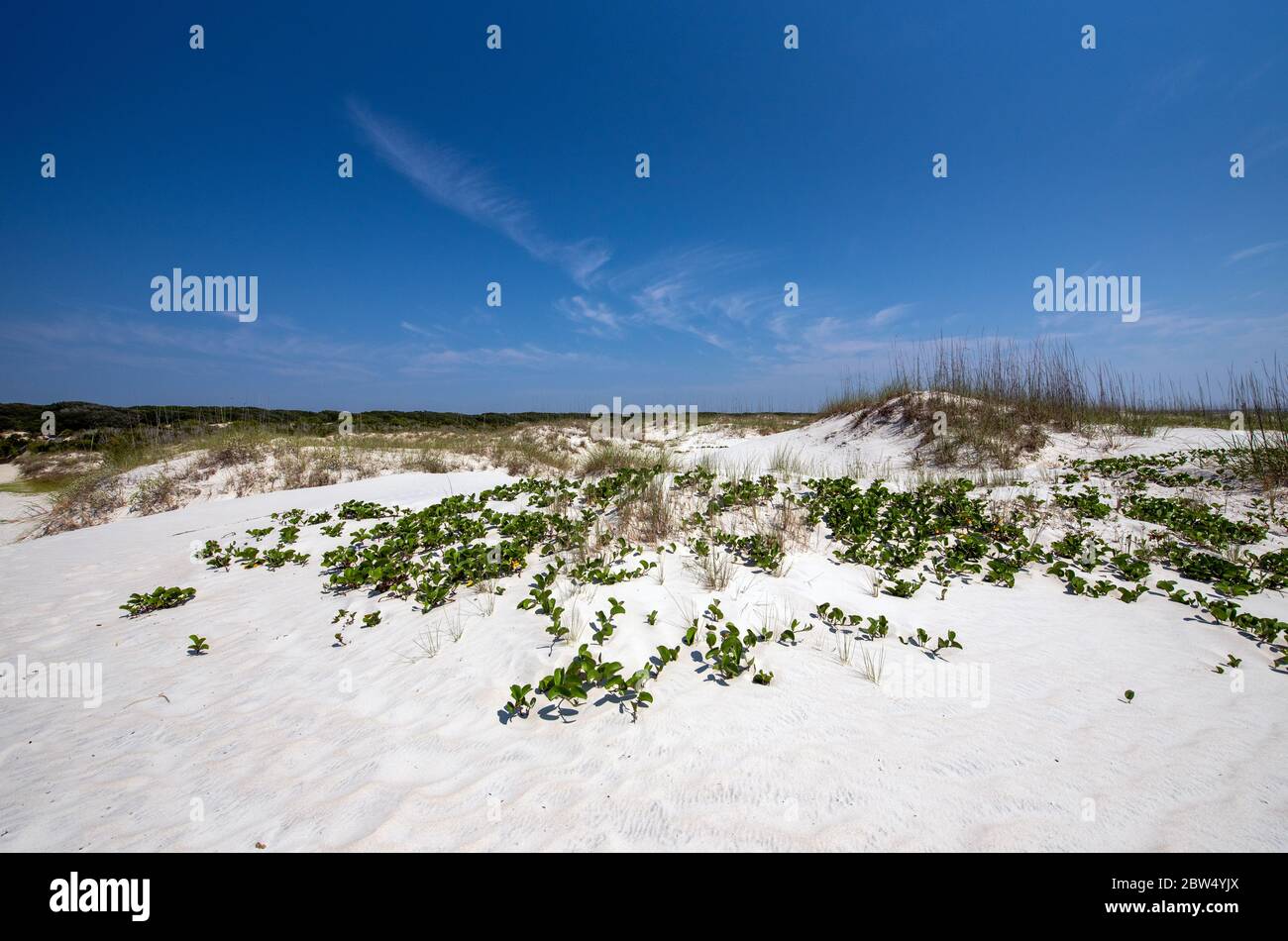 Sand dunes at Cumberland Island National Park. Stock Photo