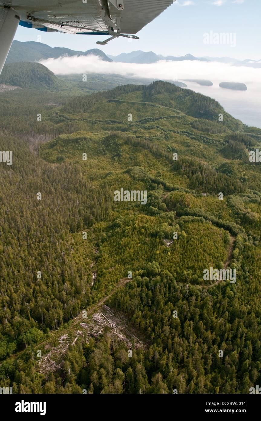 Aerial view of overgrown logging clearcuts and roads in Belize Inlet, Great Bear Rainforest region, central coast of British Columbia, Canada. Stock Photo