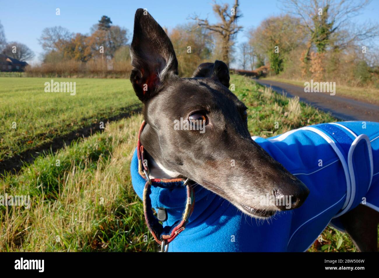 Black retired female greyhound Stock Photo
