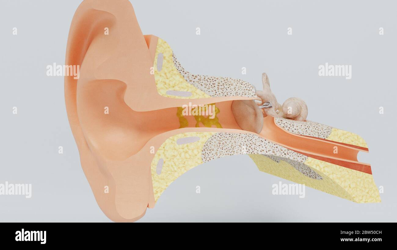 Embedded Object Ear 3d render structures of the human ear with the image of all the ...