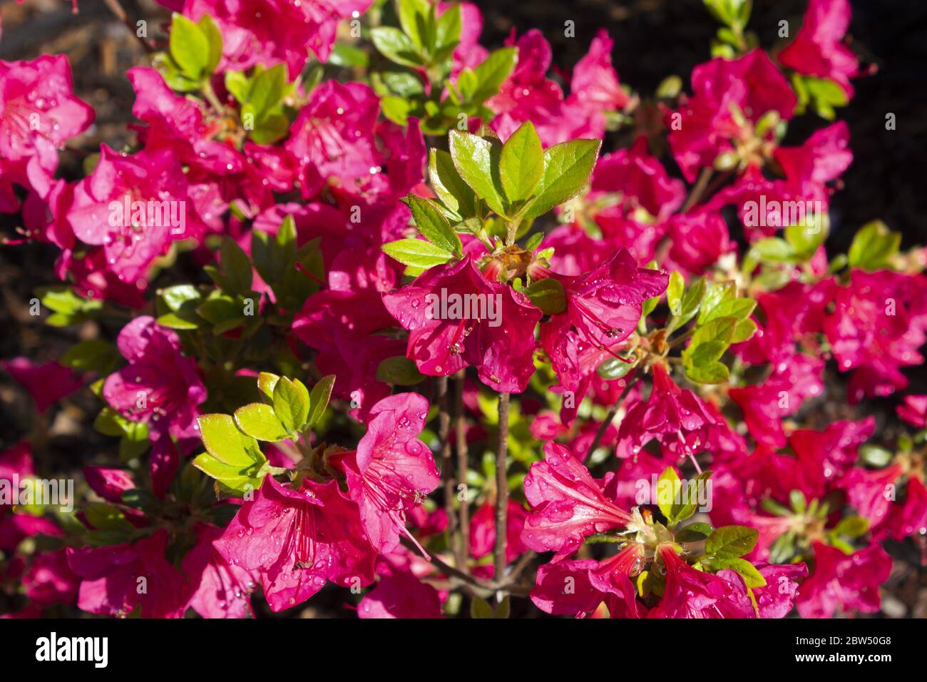 Tsutsuji hi-res stock photography and images - Alamy