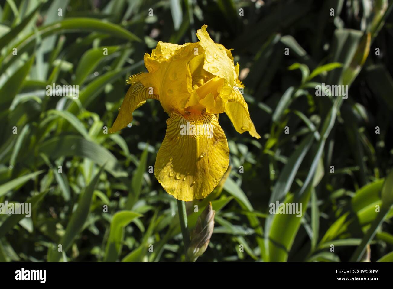 Iris pseudacorus - yellow flag - yellow iris - water flag  in a garden Stock Photo