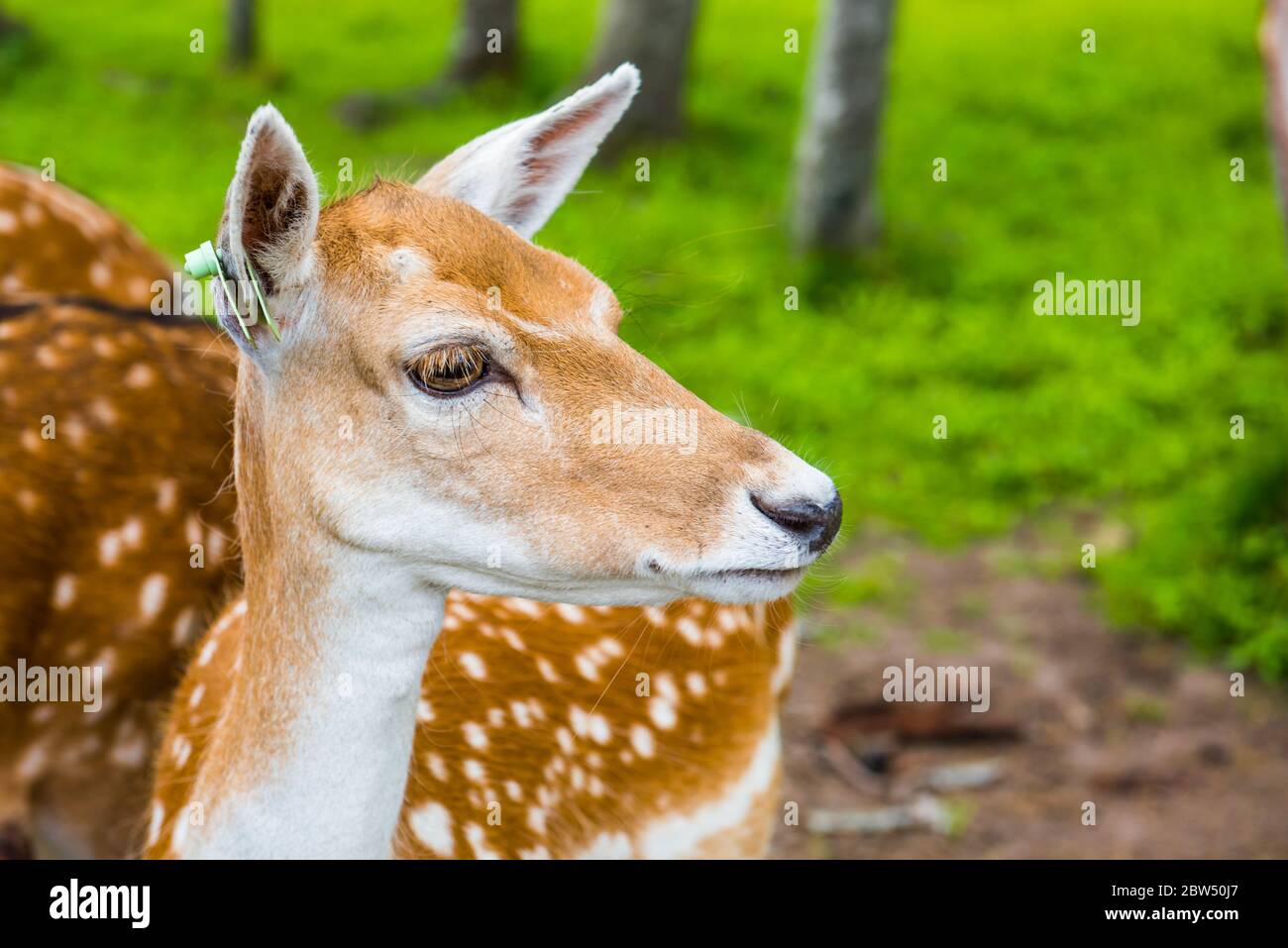 Deer close-up amid green grass park background Stock Photo