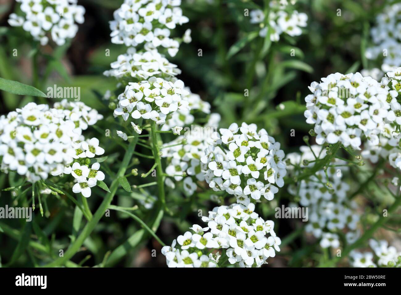 close-up image of tiny white flowers of Alyssum maritimum, common name sweet alyssum or sweet alison blooming in the backyard Stock Photo