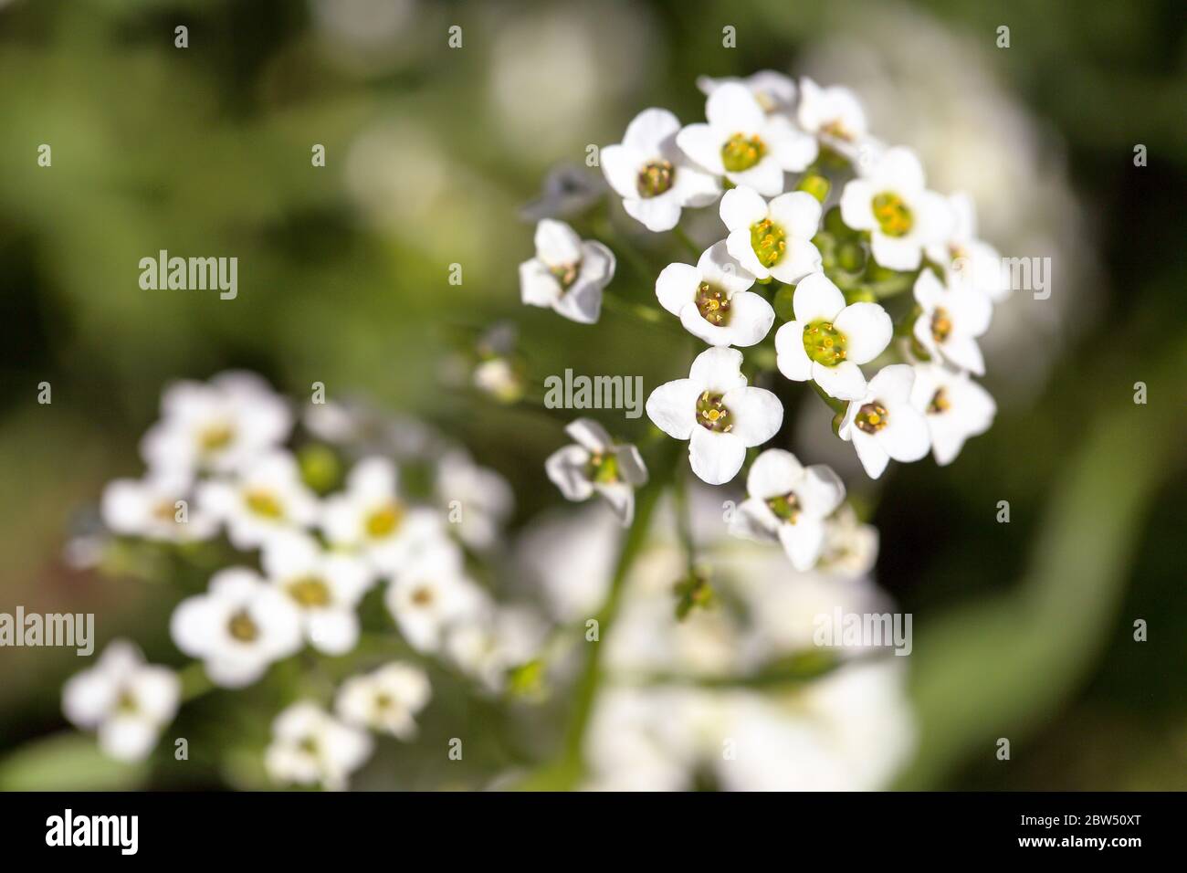 close-up image of tiny white flowers of Alyssum maritimum, common name sweet alyssum or sweet alison blooming in the backyard Stock Photo