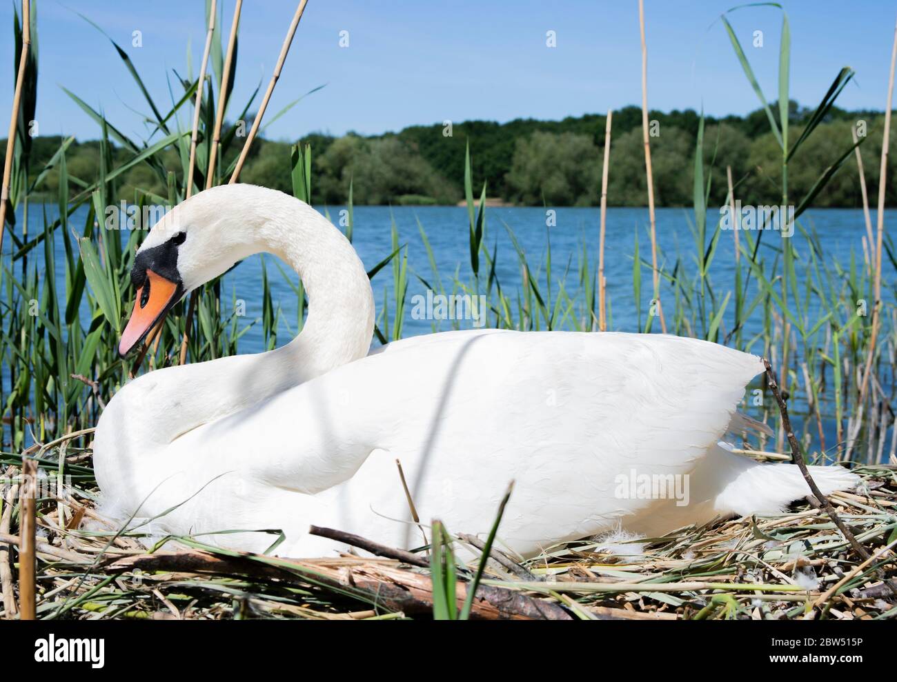 Female Mute Swan, Cygnus olor, incubating eggs on nest, Brent Reservoir, also known as Welsh Harp Reservoir, London, United Kingdom Stock Photo