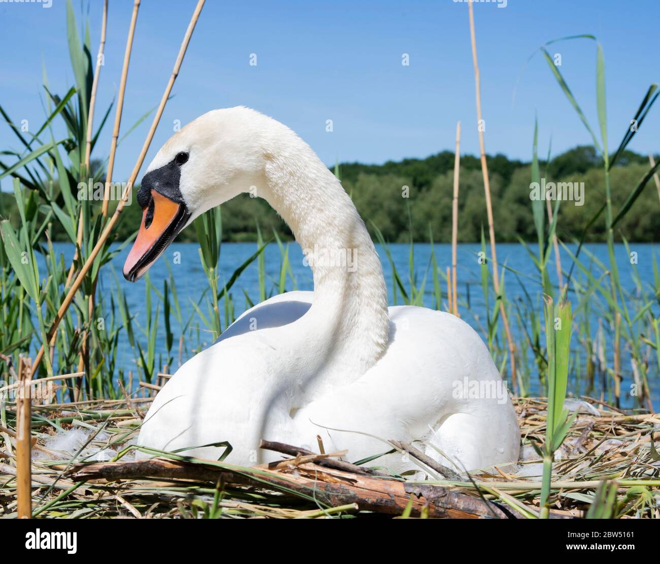 Female Mute Swan, Cygnus olor, incubating eggs on nest, Brent Reservoir, also Welsh Harp Reservoir, London, United Kingdom Stock Photo