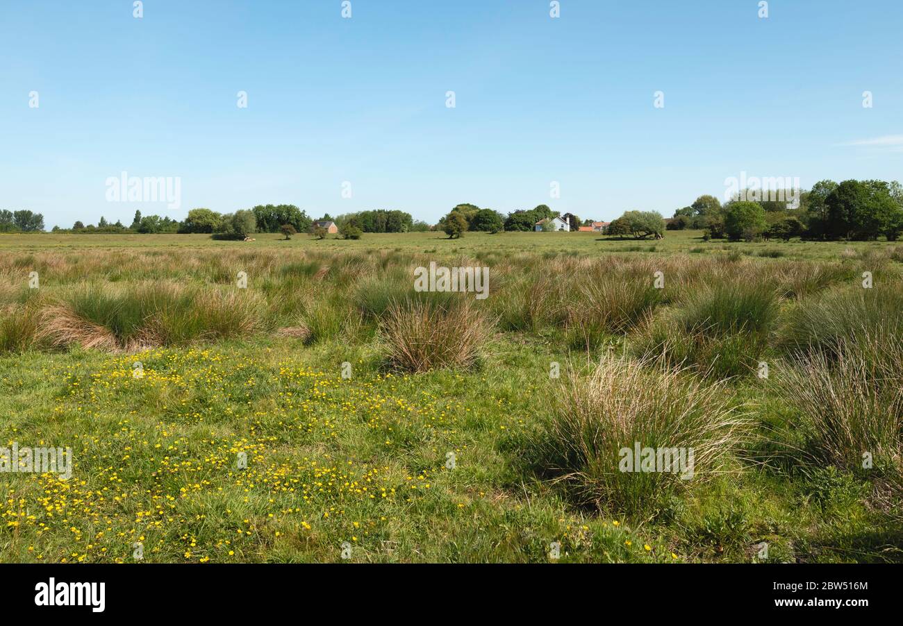 Wetland pasture with buttercups in bloom, cotton grass, trees, and