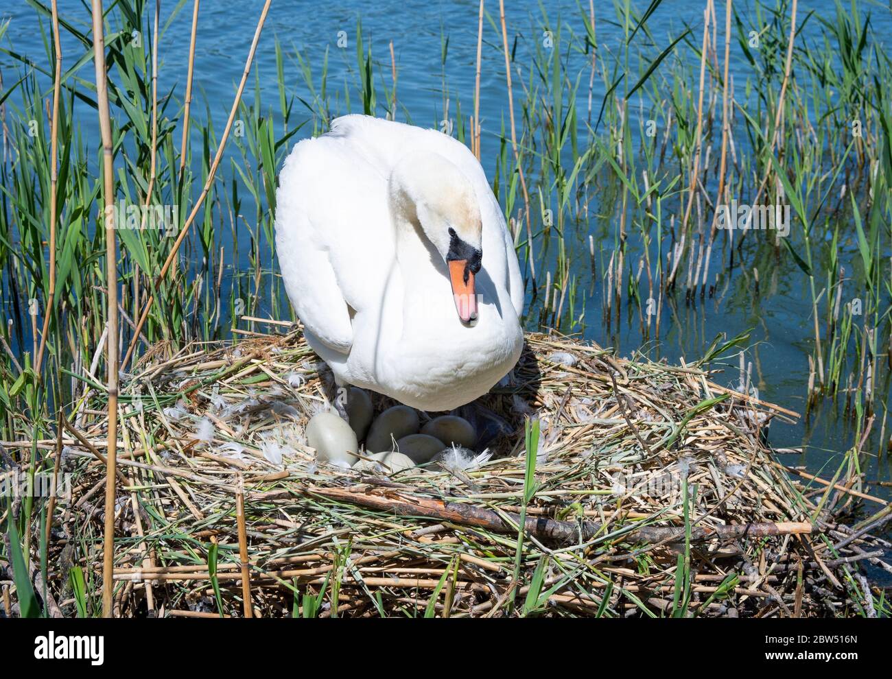 Female Mute Swan, Cygnus olor, incubating seven eggs on nest, Brent Reservoir, also Welsh Harp Reservoir, London, United Kingdom Stock Photo