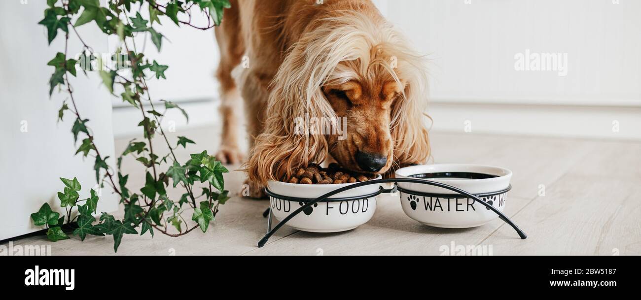 English cocker spaniel dog eating food from ceramic bowl on the floot