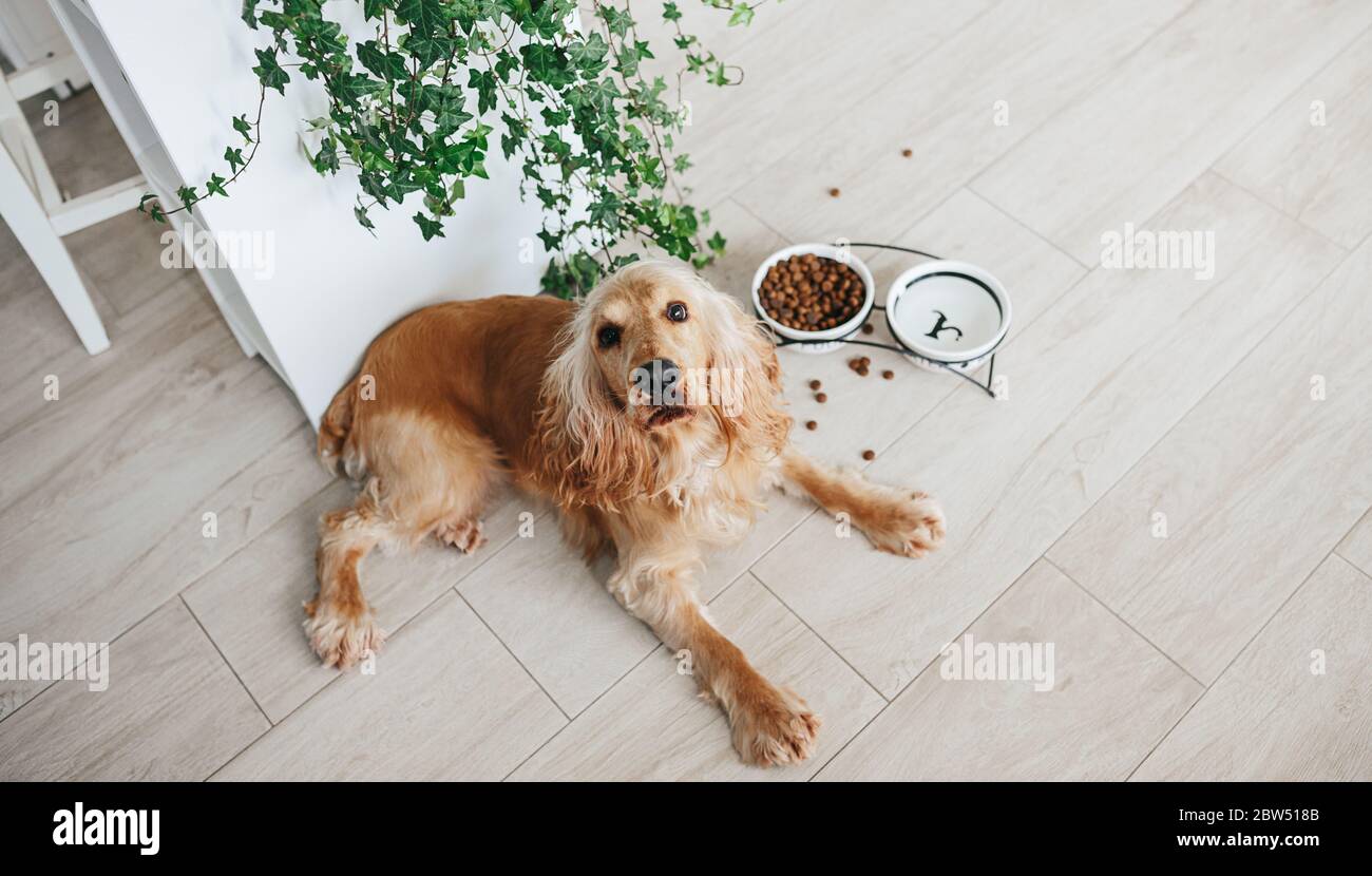 English cocker spaniel dog eating food from ceramic bowl on the floot