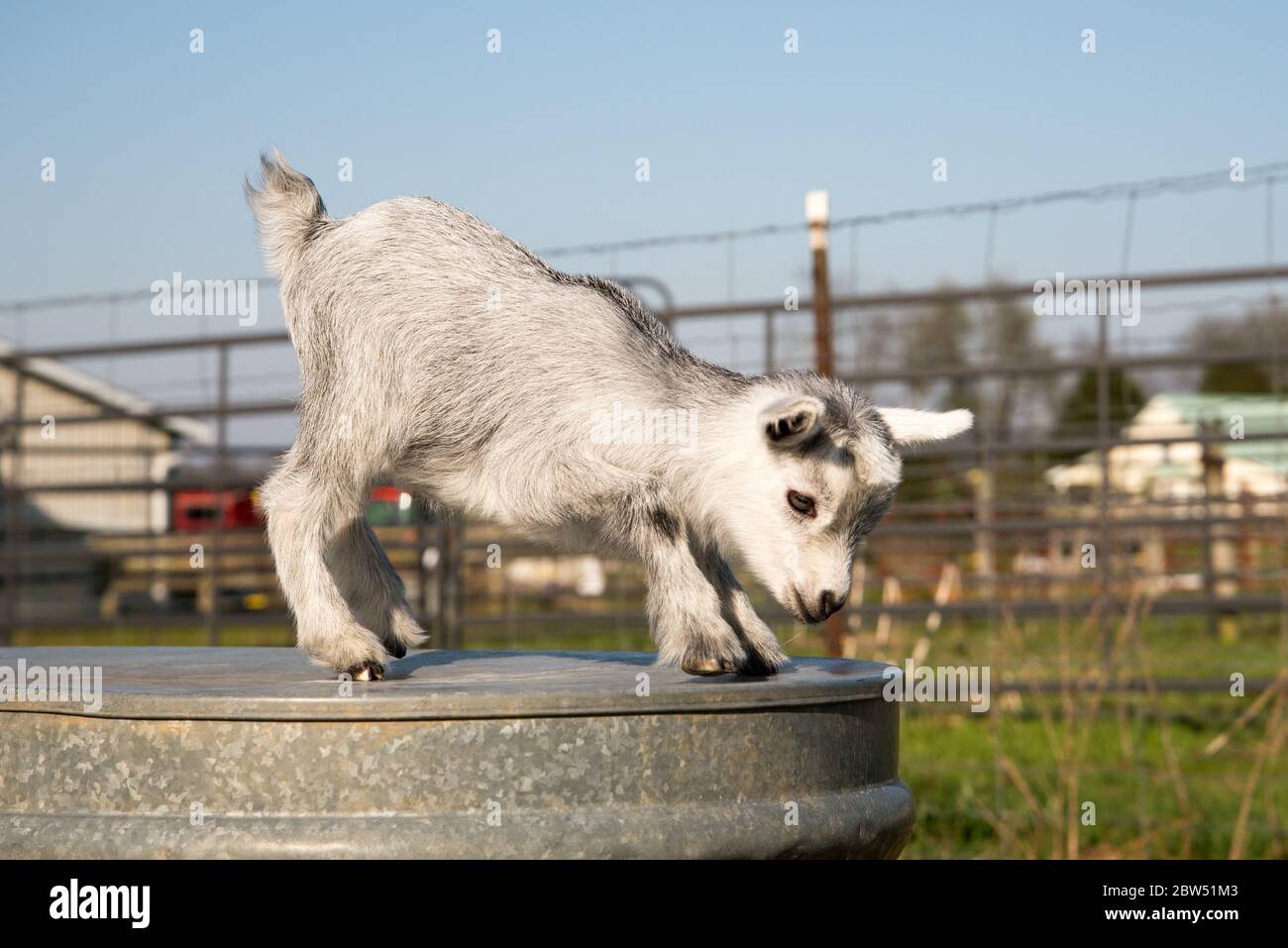 Newborn pygmy goats like to play and rest. Stock Photo