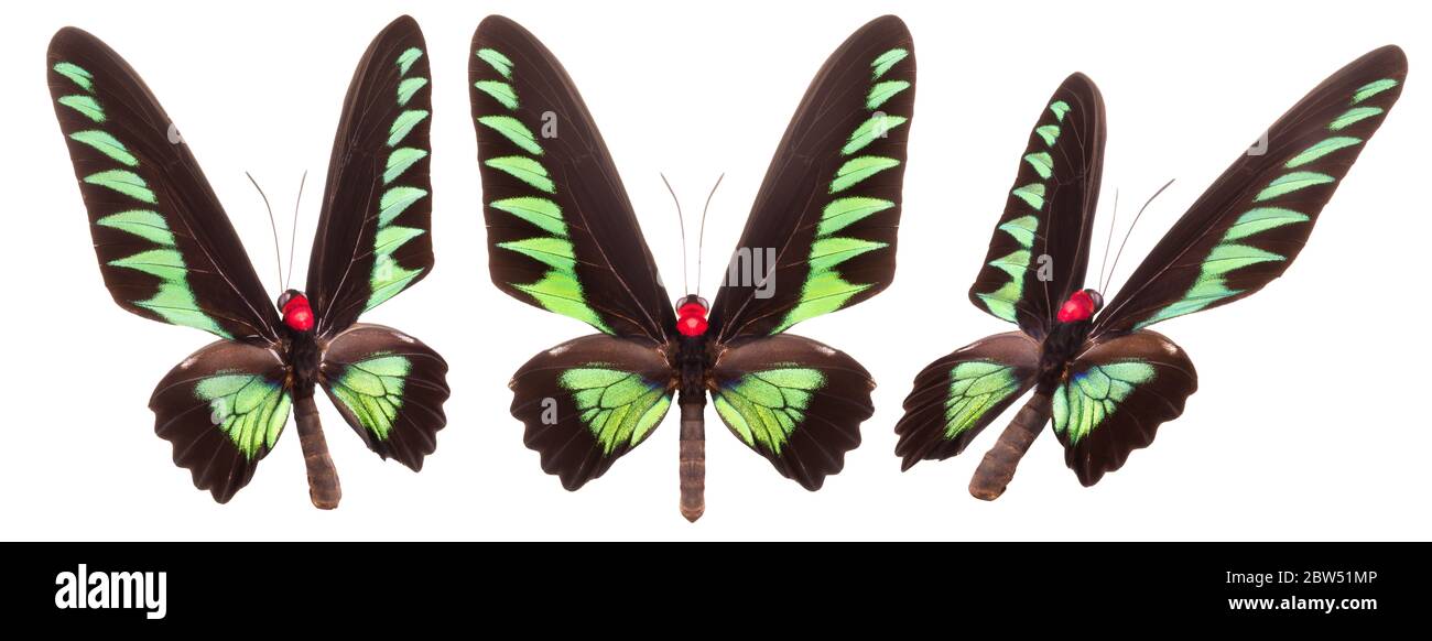 Set of colorful butterflies isolated on a white background Stock Photo ...