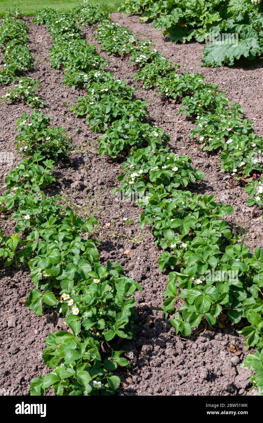 Strawberries growing in garden bed, in flower Stock Photo - Alamy