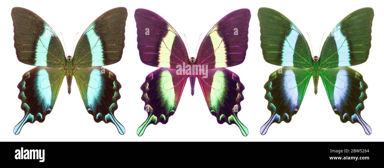 Set of colorful butterflies isolated on a white background Stock Photo ...