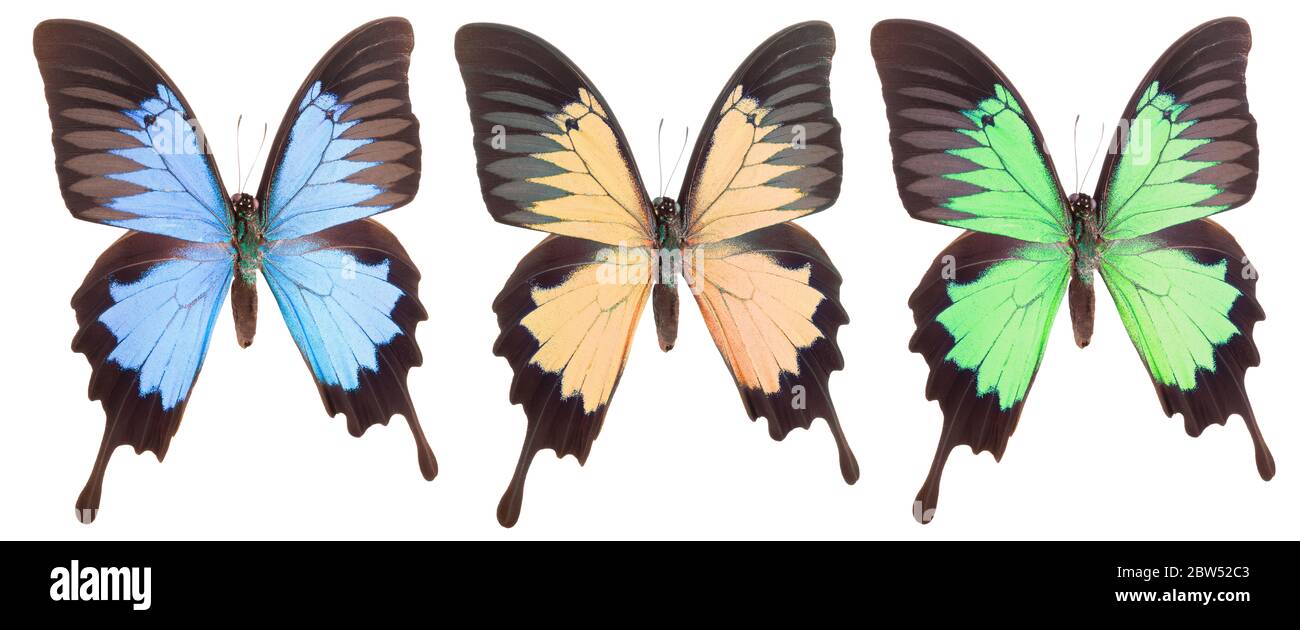 Set of colorful butterflies isolated on a white background Stock Photo ...