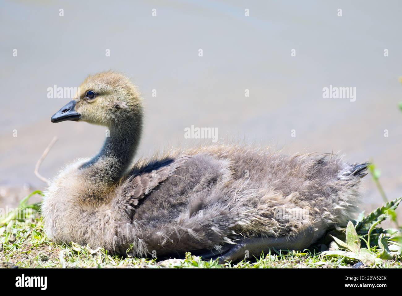 A young immature Canada Goose (gosling), resting beside a pond in Ontario, Canada. Stock Photo