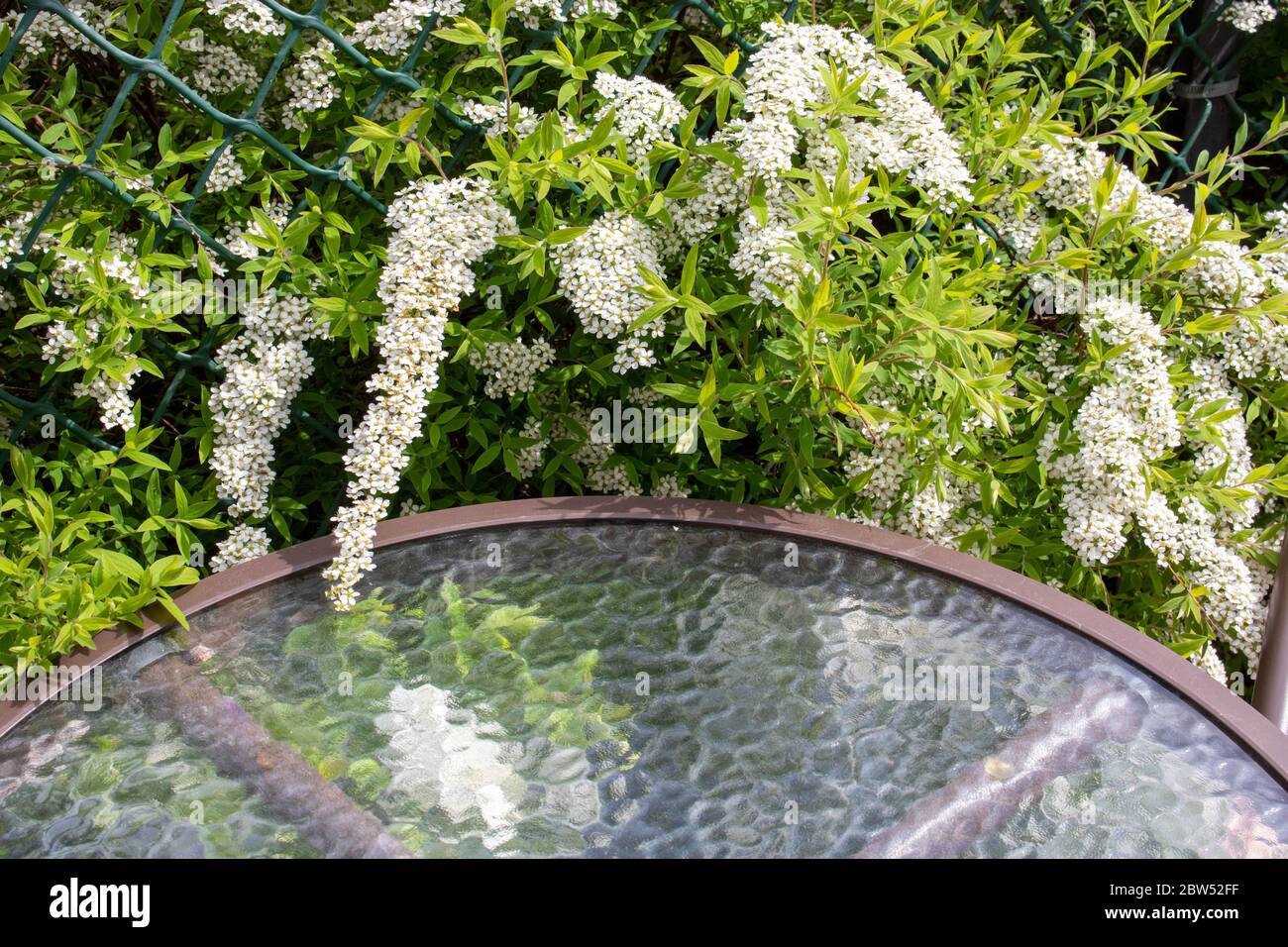 A branch of white spirea hangs over a glass table . Spring foliage color.Background of white flowers. Stock Photo
