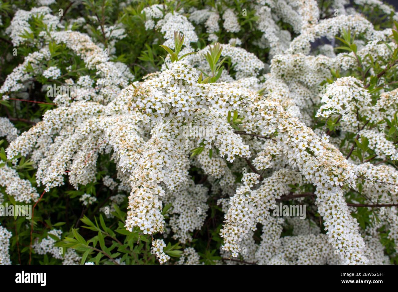 White spirea Bush. Spring foliage color.Background of white flowers. Stock Photo
