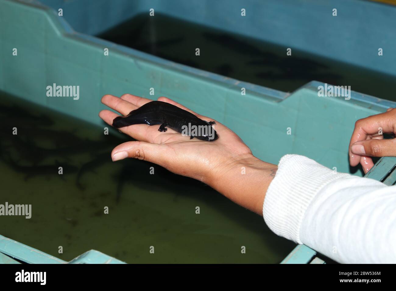 A hand holding Axolotl in the district of Xochimilco in Mexico city. Ambystoma mexicanum. Stock Photo